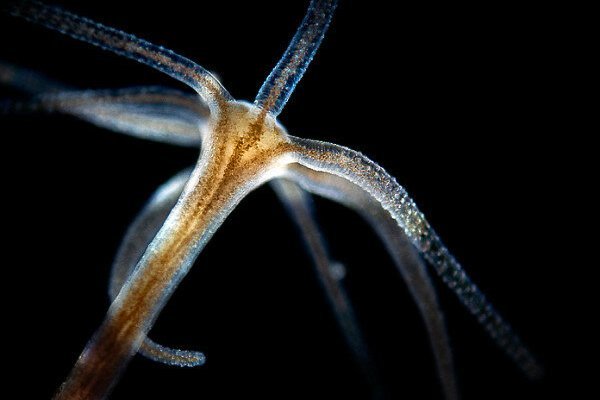 Kraken актуальное